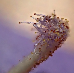PB100946a.jpg